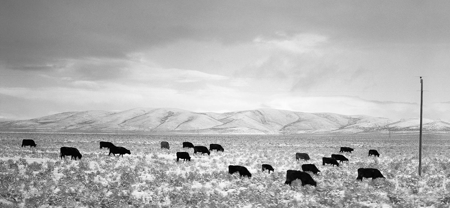 Rod Mclean - cows in a field